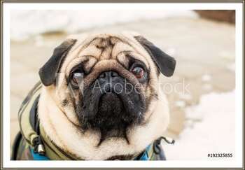 Uokvireni plakat Dog breed pug. Portrait of a pet