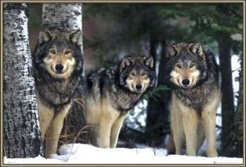 Uokvireni plakat Wolves